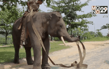 อินโดฯ ฝึกช้างช่วยดับไฟป่า