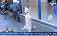 ซูเปอร์สตาร์สุนัขสองขาในเปรู