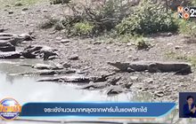 จระเข้จำนวนมากหลุดจากฟาร์มในแอฟริกาใต้