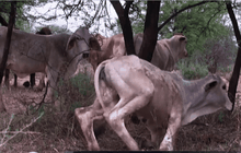 แอฟริกาใต้แล้งสุดในรอบ 30 ปี