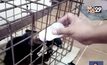 ลูกหมีป่าทับลานพลัดหลงแม่หมี
