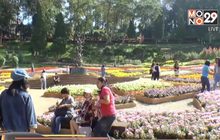 อากาศหนาวนักท่องเที่ยวแห่ชมสวนแม่ฟ้าหลวง