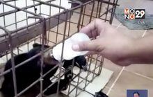 ลูกหมีป่าทับลานพลัดหลงแม่หมี