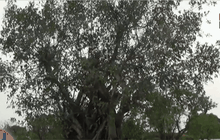 ต้นไม้หายาก ในปั๊มน้ำมันอ่างทอง