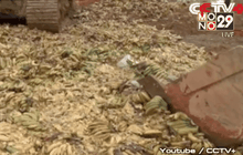 จีนทำลายกล้วยนำเข้าจากฟิลิปปินส์