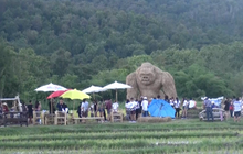 แห่แชะภาพคู่คิงคองยักษ์กลางทุ่งนา
