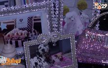 เทรนด์ของขวัญสุดหรูเพื่อน้องหมา