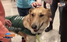 น้องหมานักบำบัดในสนามบิน