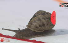 แข่งขันหอยทากชิงแชมป์โลกในอังกฤษ