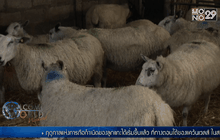 ฤดูกาลของการดูแลลูกแกะในเวลส์