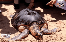 ปล่อยเต่าทะเล 984 ตัว เฉลิมพระเกียรติ