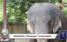 มิติใหม่ช้างไทย “พังยายบุญมา” อวดผมม้าสุดปัง