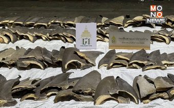 ศุลกากรยึดครีบฉลาม 402 ชิ้น มูลค่ากว่า 2 ล้านบาท