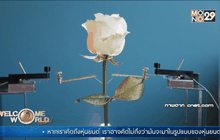 นักวิทยาศาสตร์เผยโฉม “ไซบอร์กแพลนท์”