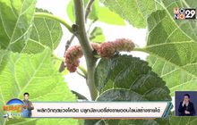 พลิกวิกฤตช่วงโควิด ปลูกมัลเบอรี่ส่งขายออนไลน์สร้างรายได้