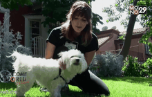 แอพพาสุนัขเดินเล่น