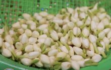 ดอกมะลิแพงรับวันแม่