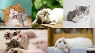 8 สิงหาคม ของทุกปี “วันแมวโลก” (World Cat Day)
