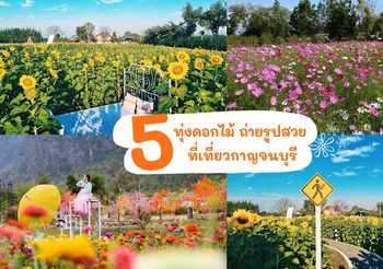 5 ทุ่งดอกไม้ เมืองกาญจนบุรี ที่จะช่วยให้ชีวิตของคุณสดใสขึ้น