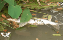 ภัยแล้งทำปลาวังมัจฉาตายจำนวนมาก