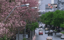 “ชมพูพันธุ์ทิพย์” บานสะพรั่งกลางกรุง