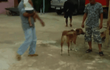 วางยาเบื่อสุนัขตายเกือบ 20 ตัว จ.กำแพงเพชร