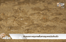 พบแมงกะพรุนเกยตื้นหาดชุมพรนับล้านตัว