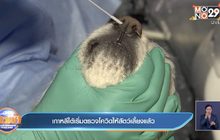 ​เกาหลีใต้เริ่มตรวจโควิดให้สัตว์เลี้ยงแล้ว