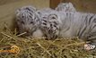 สวนสัตว์ออสเตรียเผยโฉมลูกเสือขาว