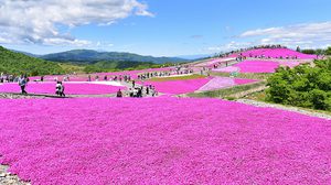 ดอกชิบะซากุระ เบ่งบาน ปูพรมสีชมพูยักษ์ทั่วภูเขา Chausu ประเทศญี่ปุ่น