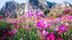 สวนดอกคอสมอส ทุ่งสิริสมัย ผลิบานเป็นสีชมพู ที่เขาพระพุทธบาทน้อย จ.สระบุรี