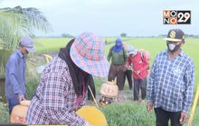 เกษตรกรยันนัดแต่งดำ-ชุมนุมทบทวนมติยกเลิก 3 สาร อังคารนี้