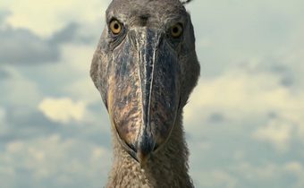 Wild Moment – Weird