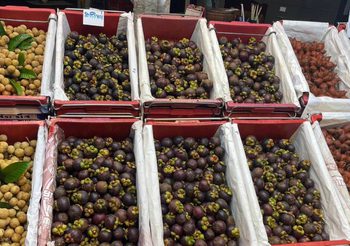 ตลาดสี่มุมเมือง จับมือพันธมิตรภาครัฐ เปิดเทศกาล ‘สี่มุมเมือง ไทยฟรุตเฟส 2025’ เทศกาลผลไม้ไทยสดส่งตรงจากสวนสู่ตลาดค้าส่งอันดับหนึ่ง เชื่อมเกษตรกร–ผู้ค้า–ผู้บริโภค สร้างเครือข่ายการค้าผลไม้ไทยที่เข้มแข็งและยั่งยืน