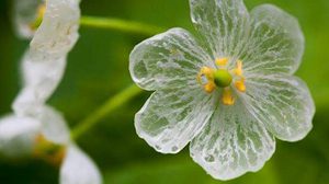 ดอกซังคะโย เมื่อถูกน้ำฝน จะเปลี่ยนจากสีขาวเป็นดอกโปร่งใส