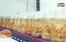 “เห็ดถั่งเช่า” ธุรกิจจากคนรักสุขภาพ