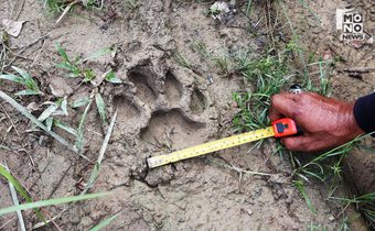 ชาวเบตงผวา! พบรอยเท้าเสือโคร่งมลายู คาดหนัก 200 กก.