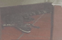 ชายชาวอเมริกันโยนจระเข้เข้าไปในร้านอาหาร