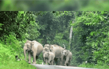 ชายยกมือไหว้ขอชีวิตจากโขลงช้างป่าเขาใหญ่