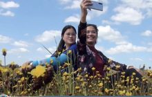 เที่ยวทุ่งกระดุมทอง ออกดอกบานสะพรั่ง