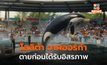 “โลลิต้า” วาฬออร์กา ตายแล้ว ก่อนได้รับอิสระ หลังถูกขังมา 50 ปี
