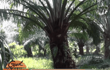 เกษตรกรใต้ชุมนุมร้องแก้ปาล์มราคาตกวันนี้