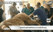 ผ่าตัดช่วยชีวิตสิงโตคณะละครสัตว์ในเปรู