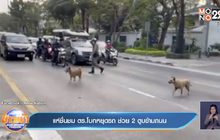 แห่ชื่นชม ตร.โบกหยุดรถ ช่วย 2 ตูบข้ามถนน