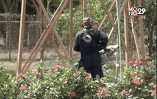 คอสตาริกาใช้แบคทีเรียพิชิตไวรัสซิกา