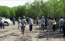 ป่าชายเลนสมุทรสาครเผชิญวิกฤติคราบน้ำมัน