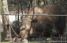 แรดสุมาตรากลับสู่อินโดนีเซีย