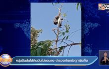 หนุ่มปีนต้นไม้ข้ามวันไม่ยอมลง ตำรวจเข้าชาร์จถูกฟันเจ็บ