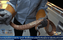 ศึกษาเกี่ยวกับงูทะเลในออสเตรเลีย