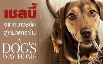 “เชลบี้” จากหมาจรจัด สู่หมาดาราใน “A Dog’s Way Home”